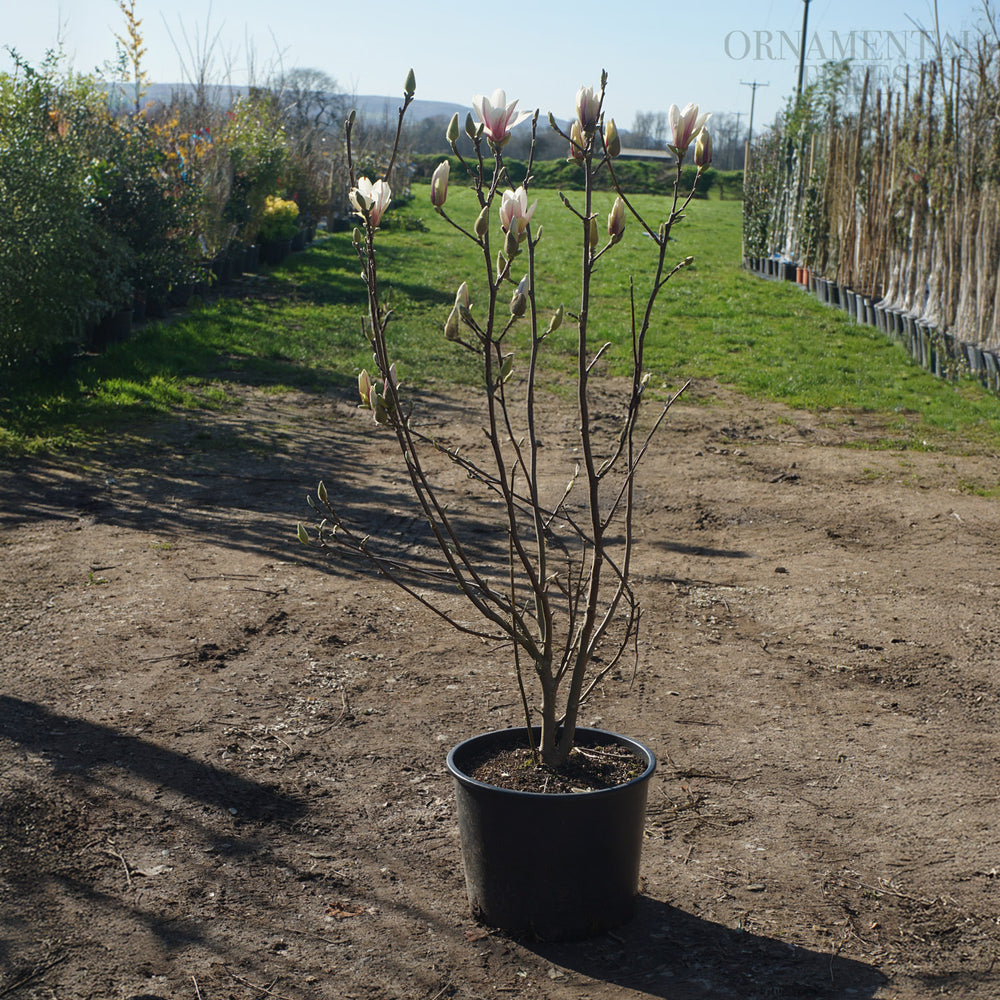 Magnolia 'Alba Superba' 20L