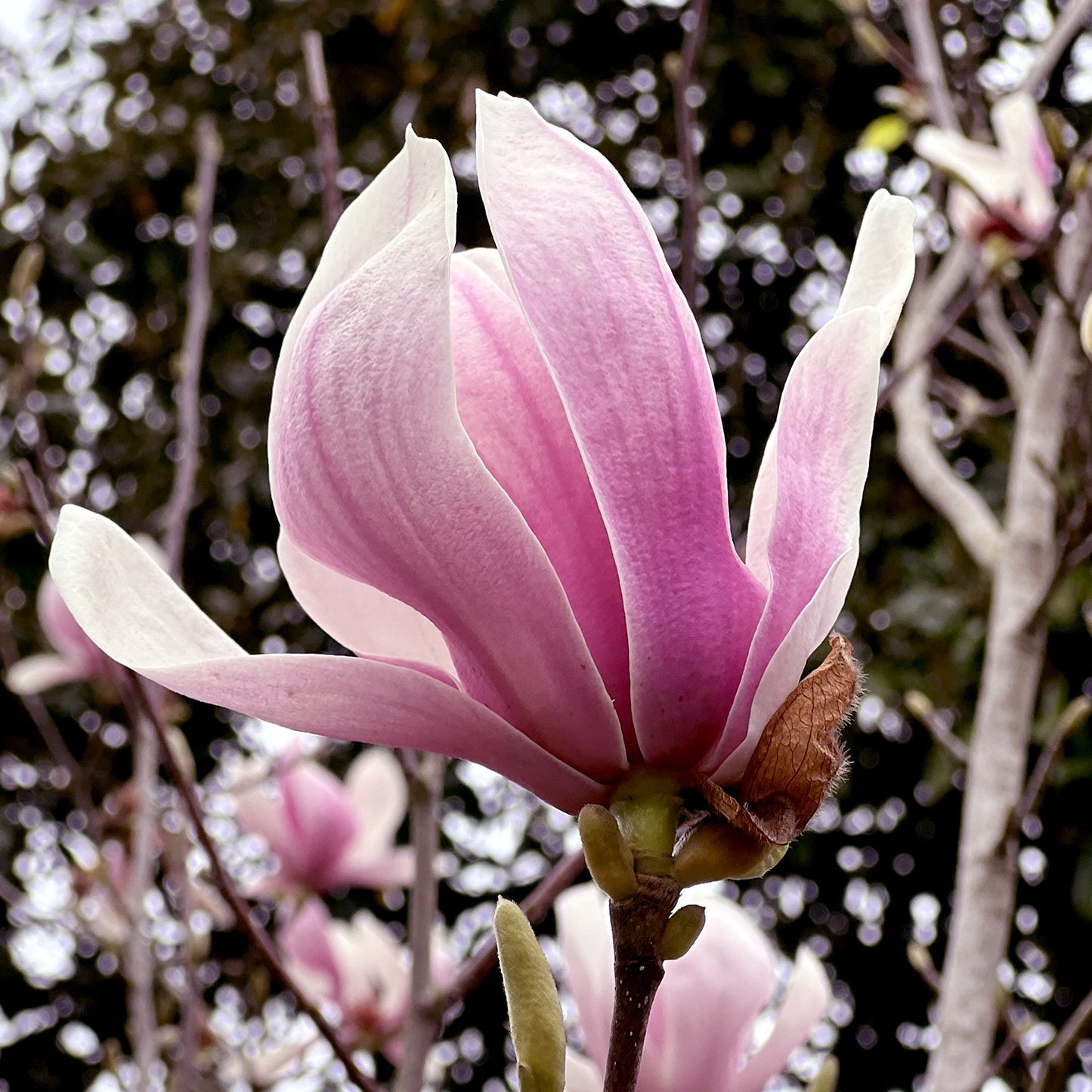 Magnolia Cameo