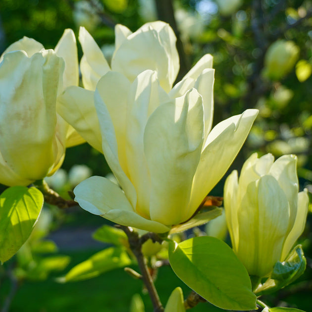 Magnolia x brooklynensis 'Elizabeth' Tree