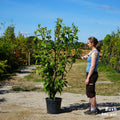 Magnolia Grandiflora Bush 28L pot