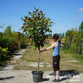Magnolia Grandiflora Half Standard Tree