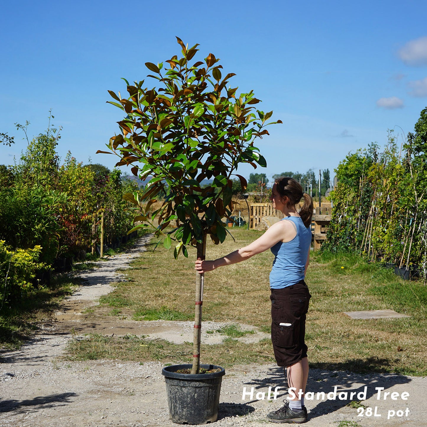 Magnolia Grandiflora Half Standard Tree