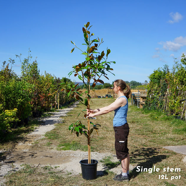 Magnolia Grandiflora Single Stem tree