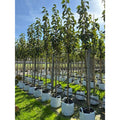 Standard tree, 8-10cm girth, 2.5-3.0m, 45L pot