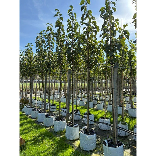 Magnolia 'Heaven Scent' Tree