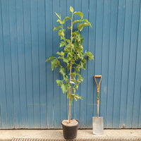 Magnolia 'Heaven Scent' Tree