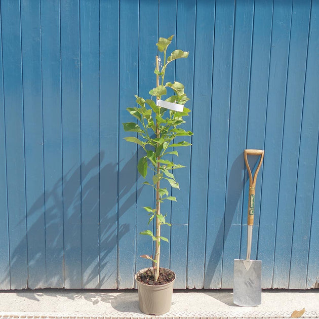 Magnolia 'Heaven Scent' Tree