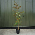 Single stem tree, 150-200cm, 12L pot