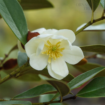 Magnolia 'Honey Velvet'