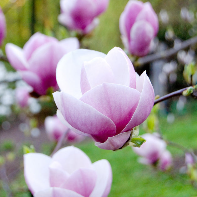 Magnolia Lennei flowers