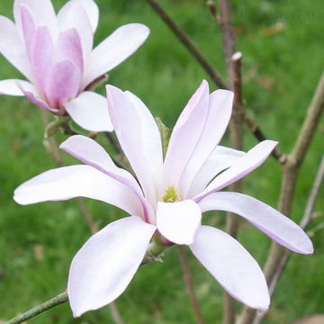 Magnolia x loebneri 'Leonard Messel' 