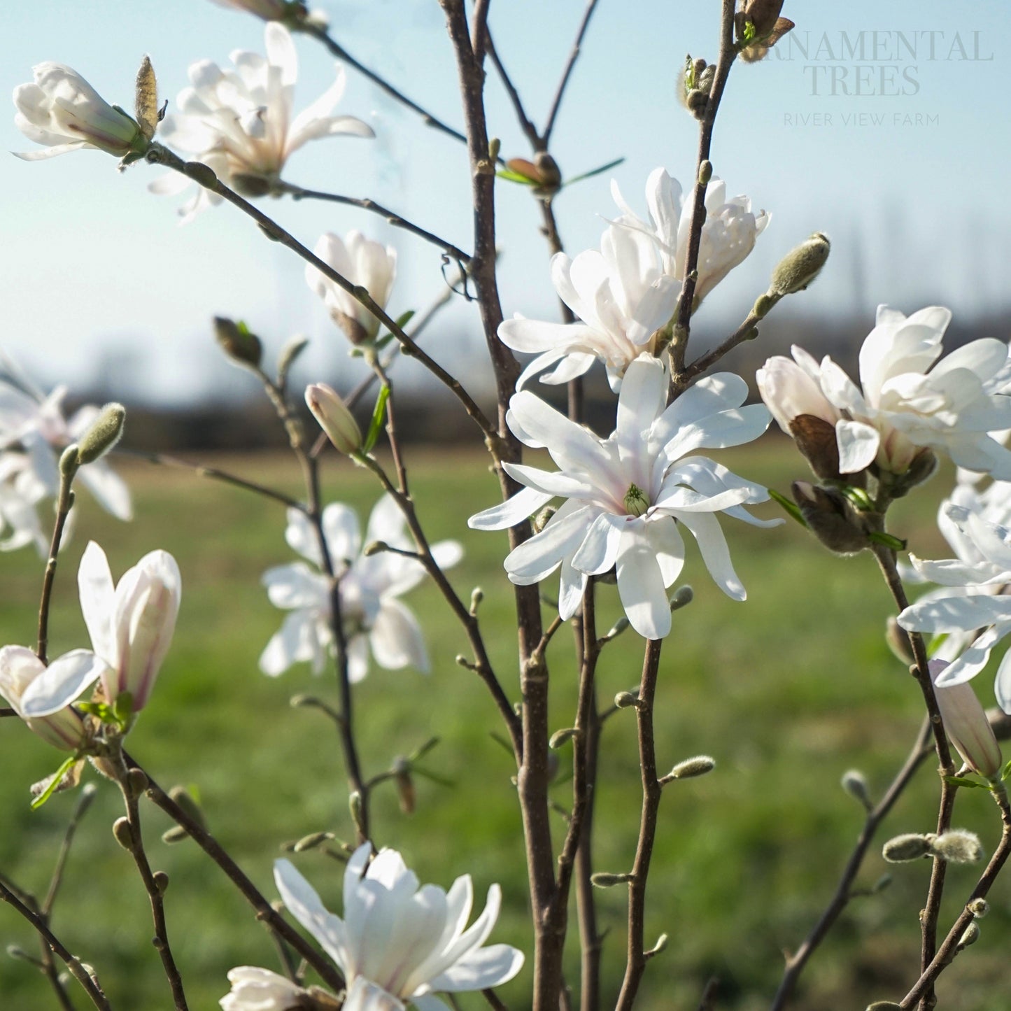 Magnolia stellata Royal Star