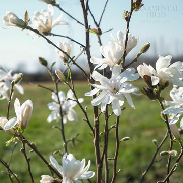Magnolia 'Royal Star' flowers