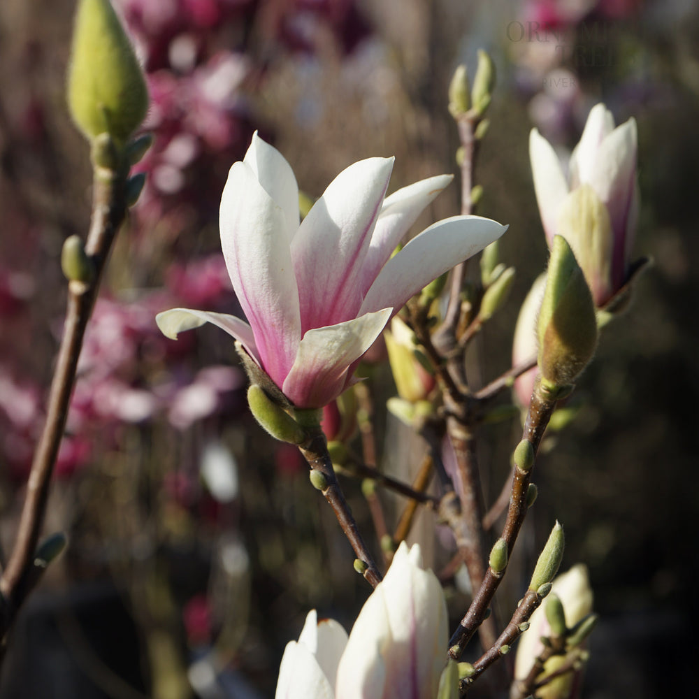 Magnolia Soulangea 'Alba Superba'