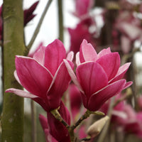 Magnolia 'Star Burst'