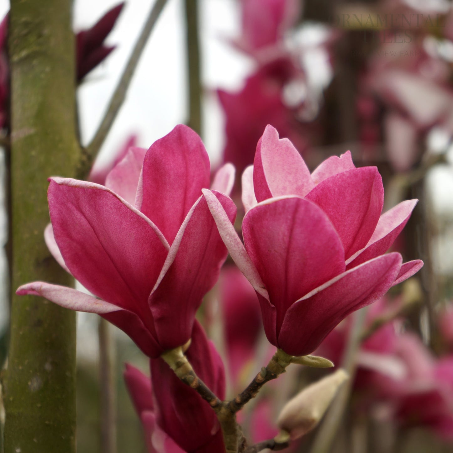 Magnolia 'Star Burst'
