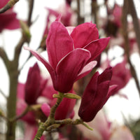Magnolia 'Star Burst'