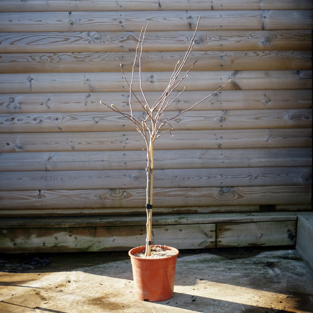 Magnolia stellata Tree