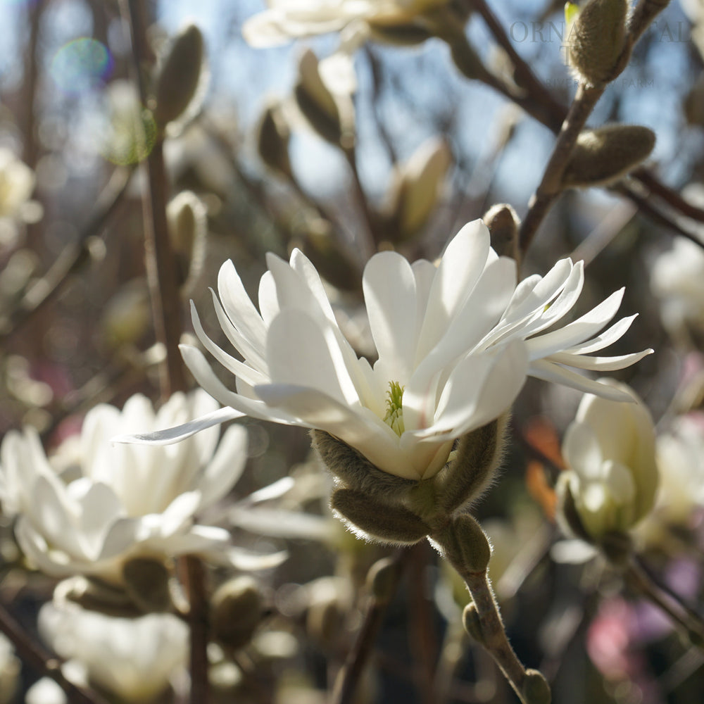 Magnolia Stellata flowers