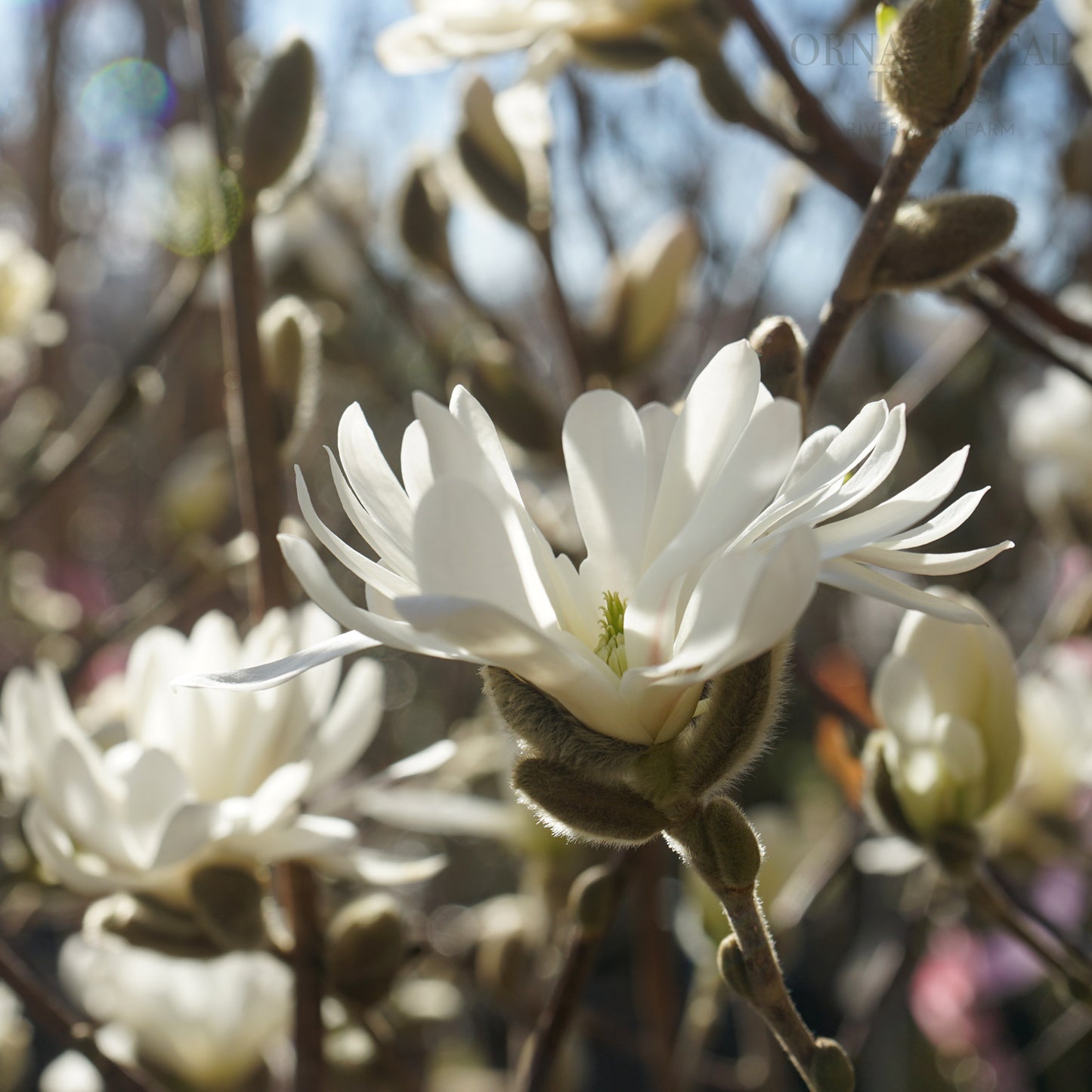Magnolia Stellata flowers