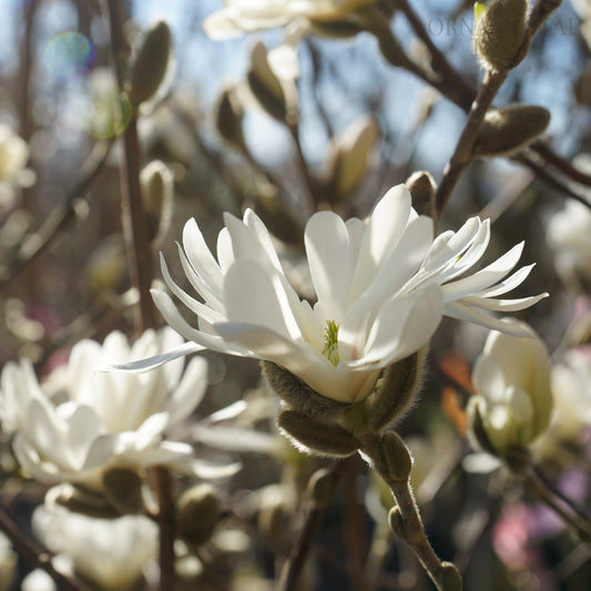 Magnolia Stellata flowers