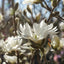 Magnolia Stellata flowers