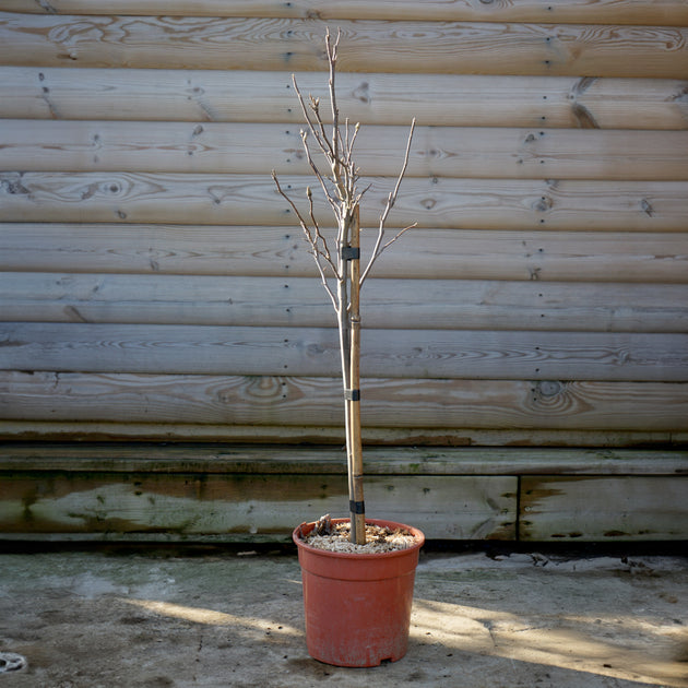Magnolia Susan, 1/4 standard tree