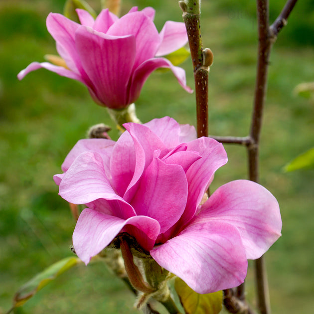 Magnolia 'Vulcan' Tree