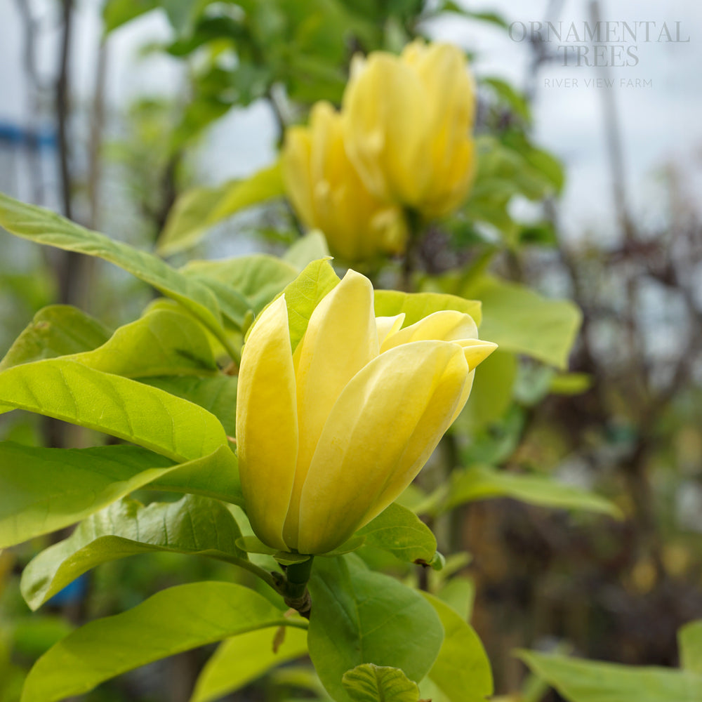 Magnolia Yellow Bird Flowers