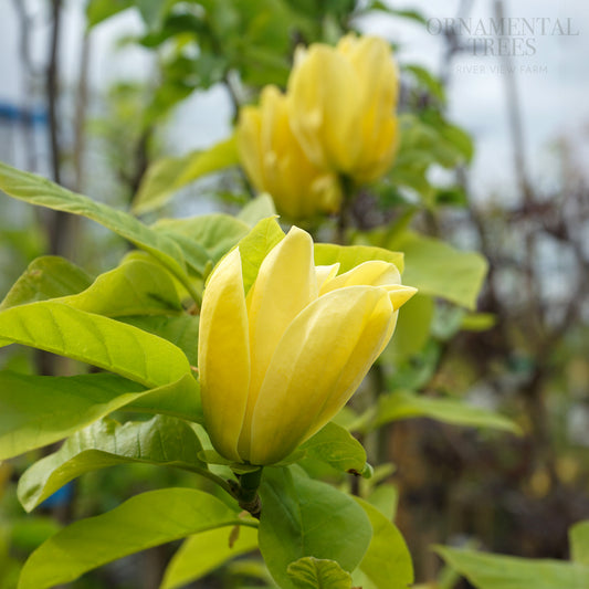 Magnolia Yellow Bird Flowers