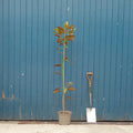 Magnolia grandiflora Tree