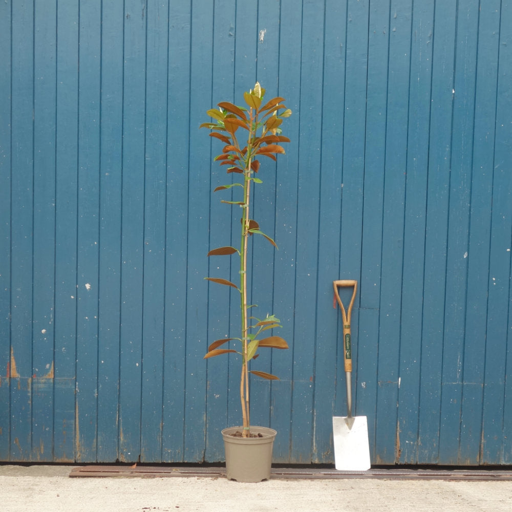 Magnolia grandiflora Tree