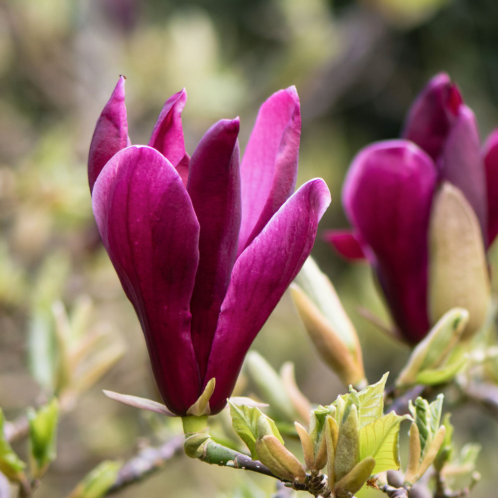 Magnolia liliiflora 'Nigra' Black Lily