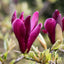 Magnolia liliiflora 'Nigra' Black Lily