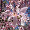 Magnolia stellata 'Rosea'