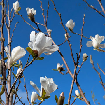 Magnolia Merrill flowers