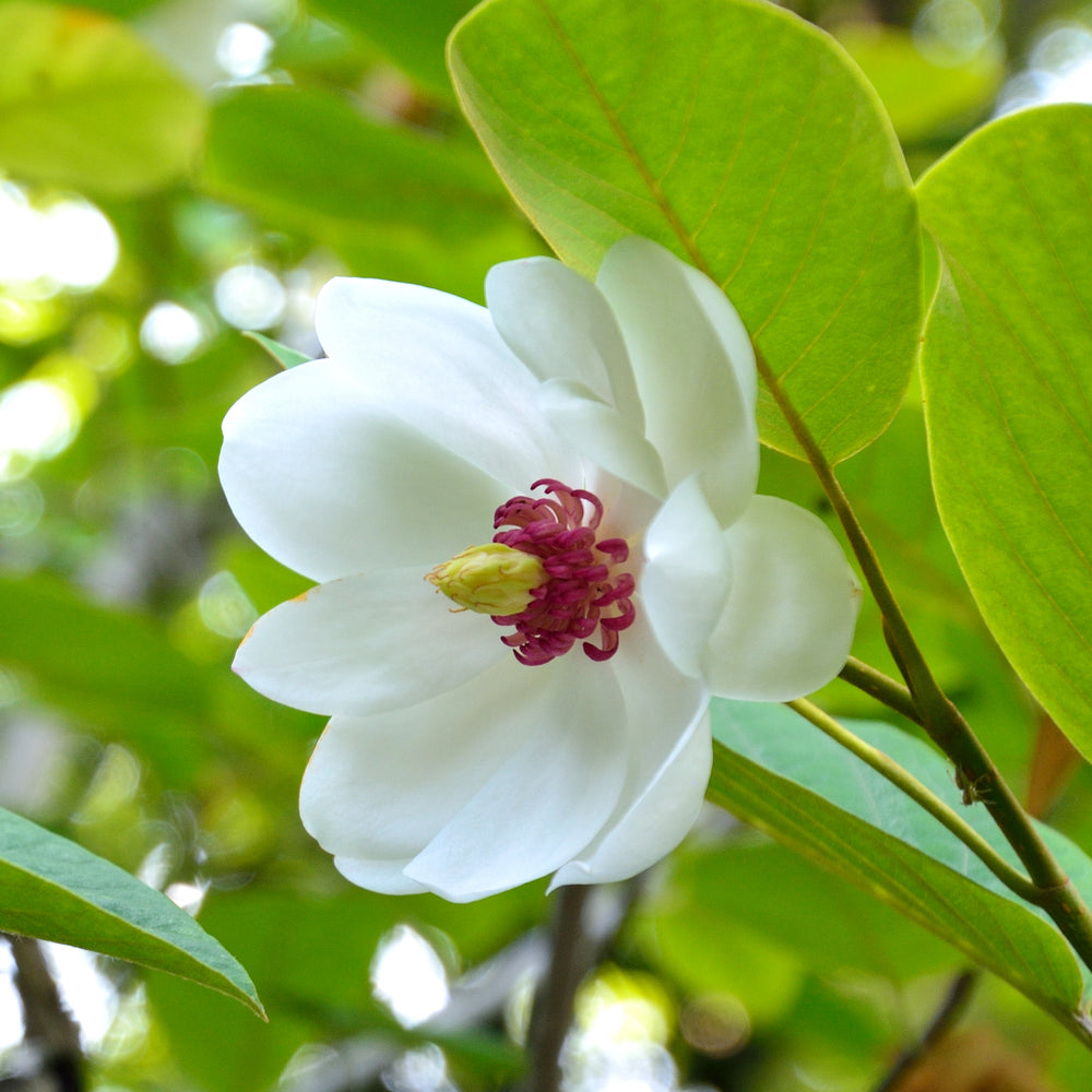 Magnolia sieboldii flowers