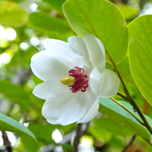 Magnolia sieboldii flowers