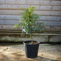 Bush, 60-80cm, 10L pot