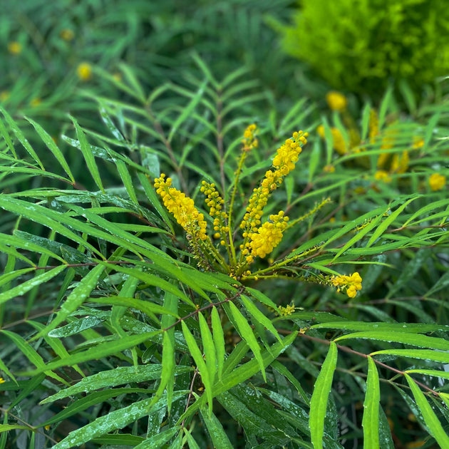 Mahonia 'Soft Caress'