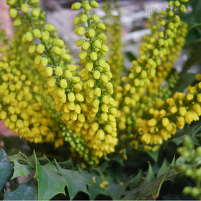 Mahonia × media 'Winter Sun' Oregon Grape flowers
