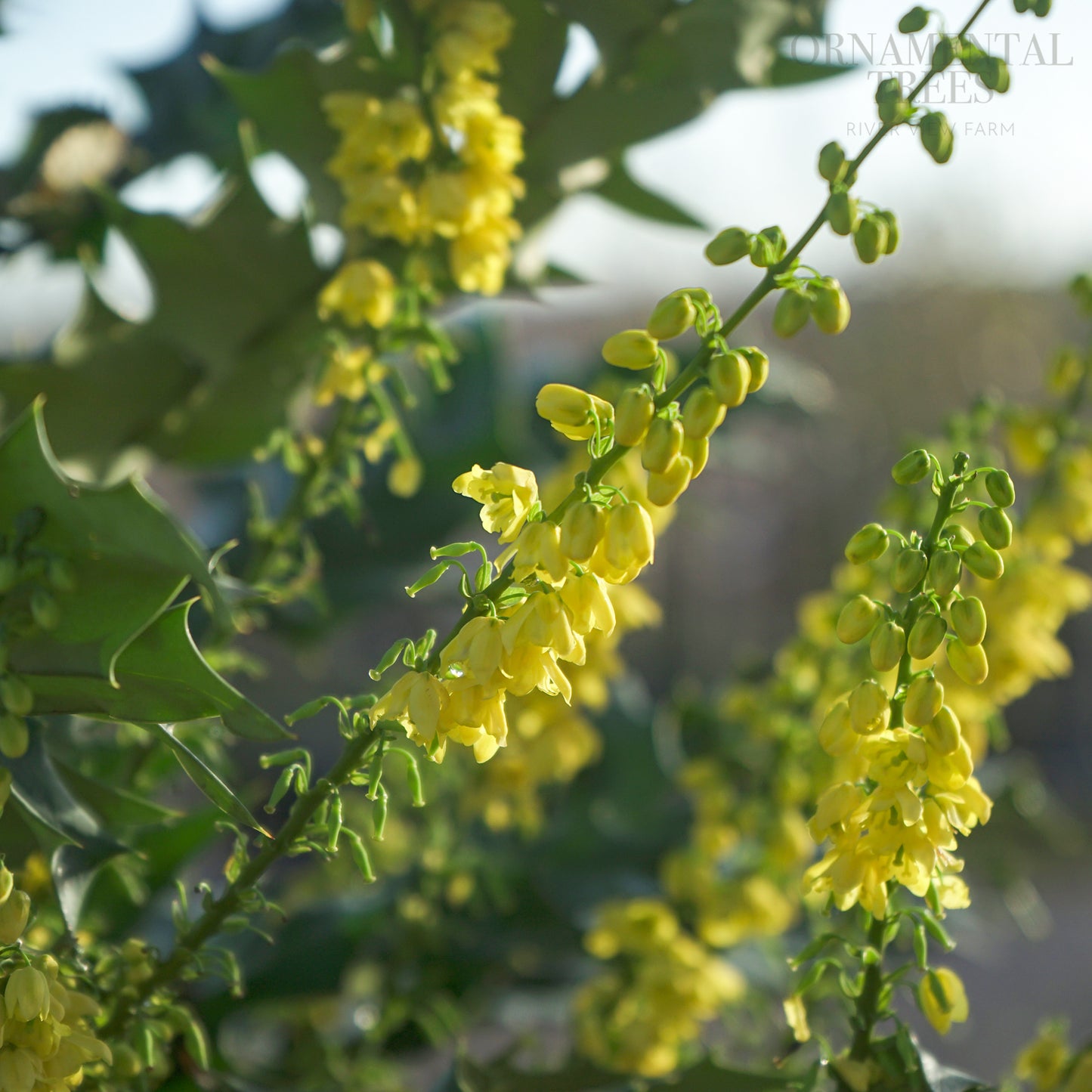 Mahonia 'Winter Sun' Oregon Grape flowers