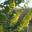 Mahonia 'Winter Sun' Oregon Grape flowers