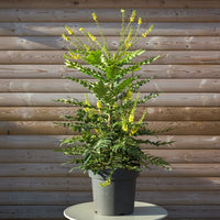 Mahonia 'Winter Sun' Oregon Grape bush in pot