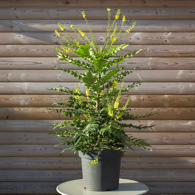Mahonia 'Winter Sun' Oregon Grape bush in pot