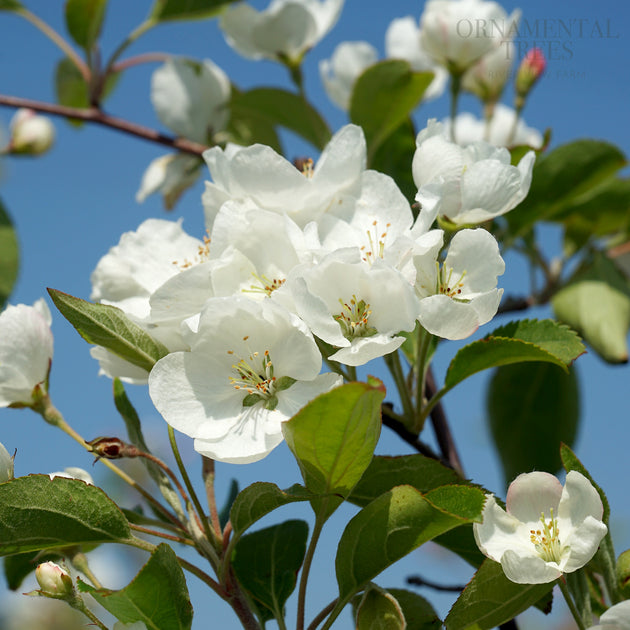 Malus baccata flowers