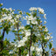 Malus Baccata crab apple tree