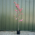 Single stem tree, 150-200cm, 12L pot