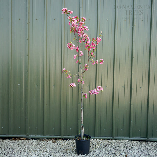 Malus 'Brandywine' Tree