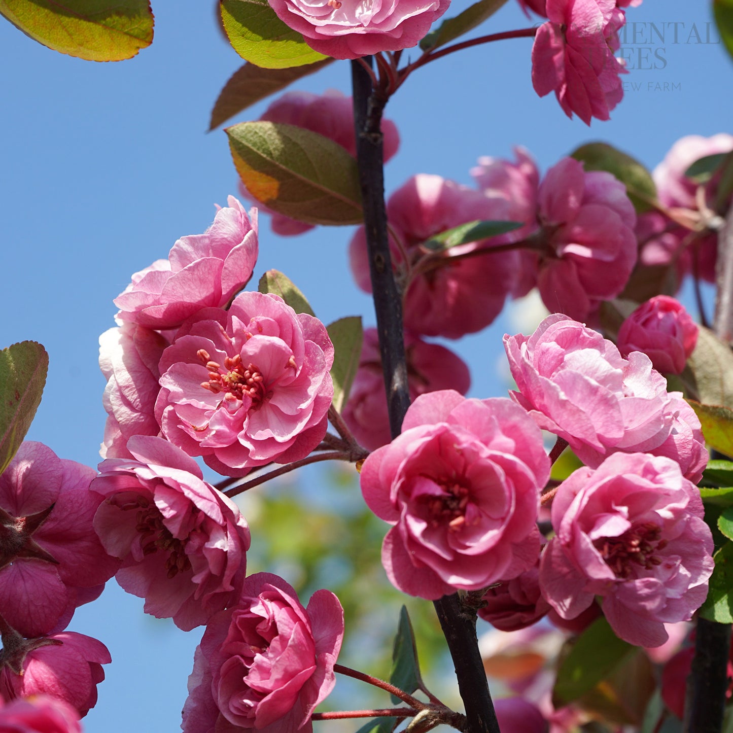 Malus 'Brandywine' Tree